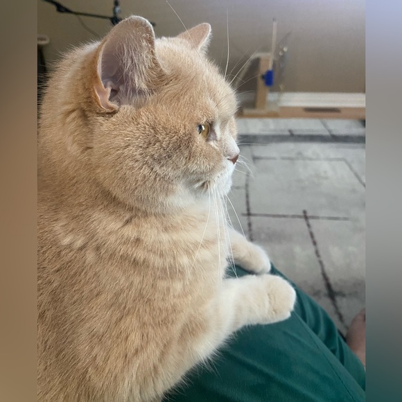 Meet your Posher, Juliya - Picture 3 of 3